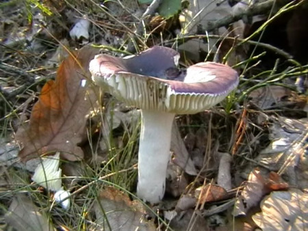 Holubinka namodralá